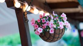 Cork woman fined after tracker locates stolen hanging flower baskets at her home