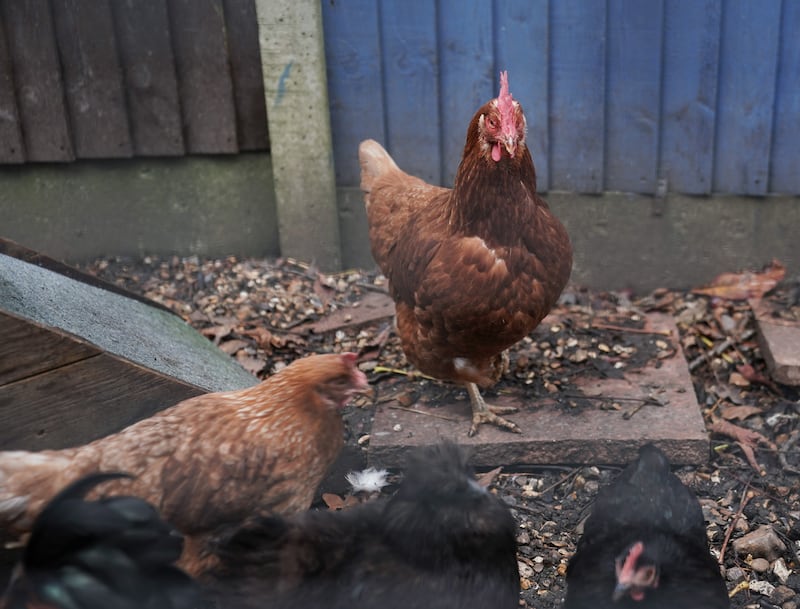 Housed flocks have large numbers of birds growing in proximity and pose the biggest risk of bird flu. Photograph: Yui Mok/PA Wire