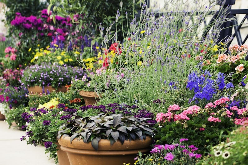 Terracotta pots or vintage galvanised ‘dolly’ tubs filled with a froth of pretty flowering perennials suit more traditional, cottage-garden-style gardens. Photograph: Getty Images