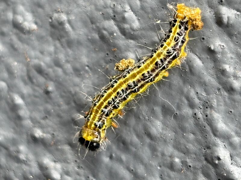 Box tree caterpillar. Photograph supplied by C Birch