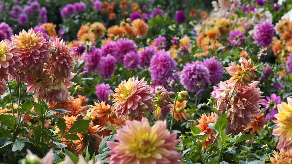Dahlias: Dahlias are notorious for the ease with which the tubers of different varieties can accidentally get mixed-up. Photograph: Getty