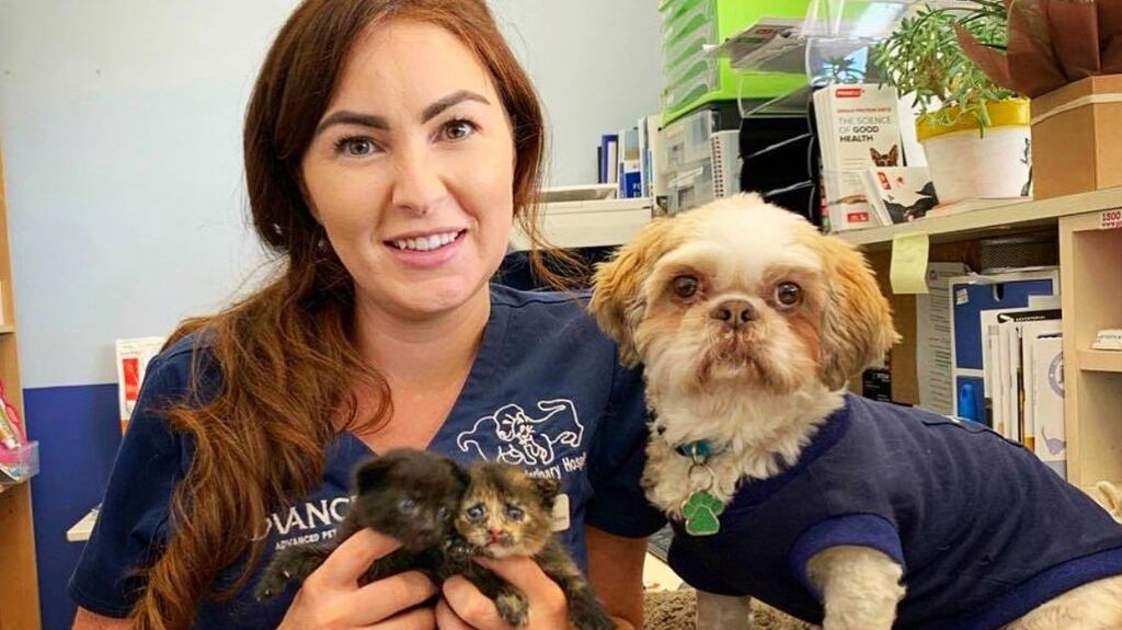 Kate Hayes from Waterford has fostered and rehomed more than 120 cats in Perth since 2015