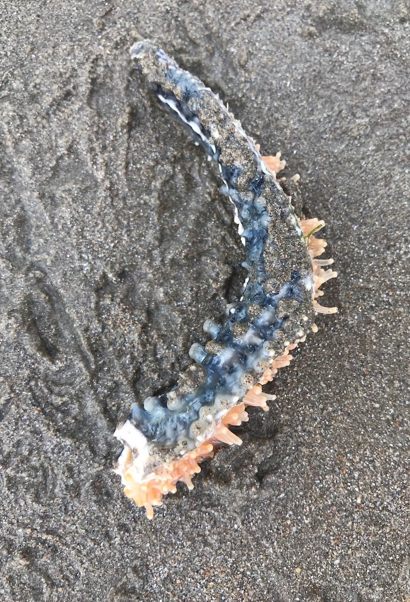 Part of a rag worm, often used for bait in fishing