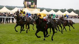 Brazen Beau’s star quality beguiles Australian trainer