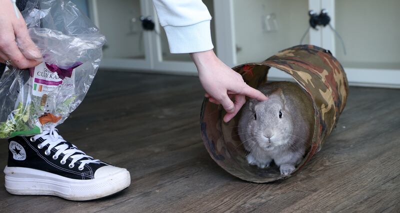 Photograph: Laura Hutton