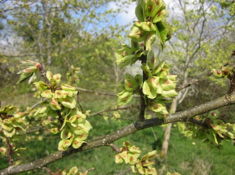 Wych Elm trees produce seed from about 13 onwards