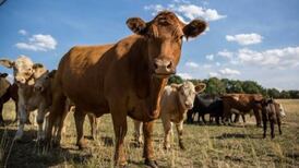 Ireland ‘ambitious’ on climate despite rising emissions – Naughten