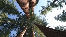 How the tallest parts of redwoods get a drink