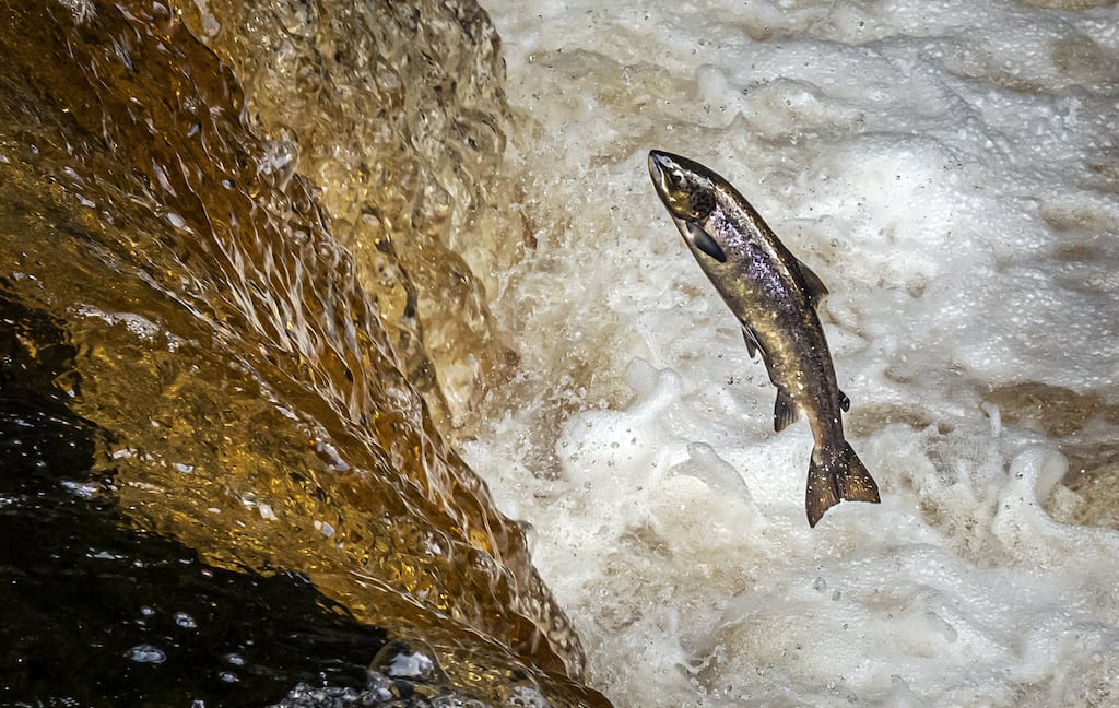 Barriers to migratory fish include weirs, bridges, culverts, debris and hydroelectricity generating stations. Photograph: PA/Danny Lawson