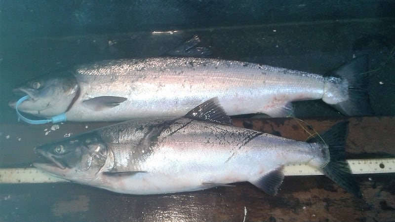Atlantic salmon with blue tag, Pink salmon on bottom