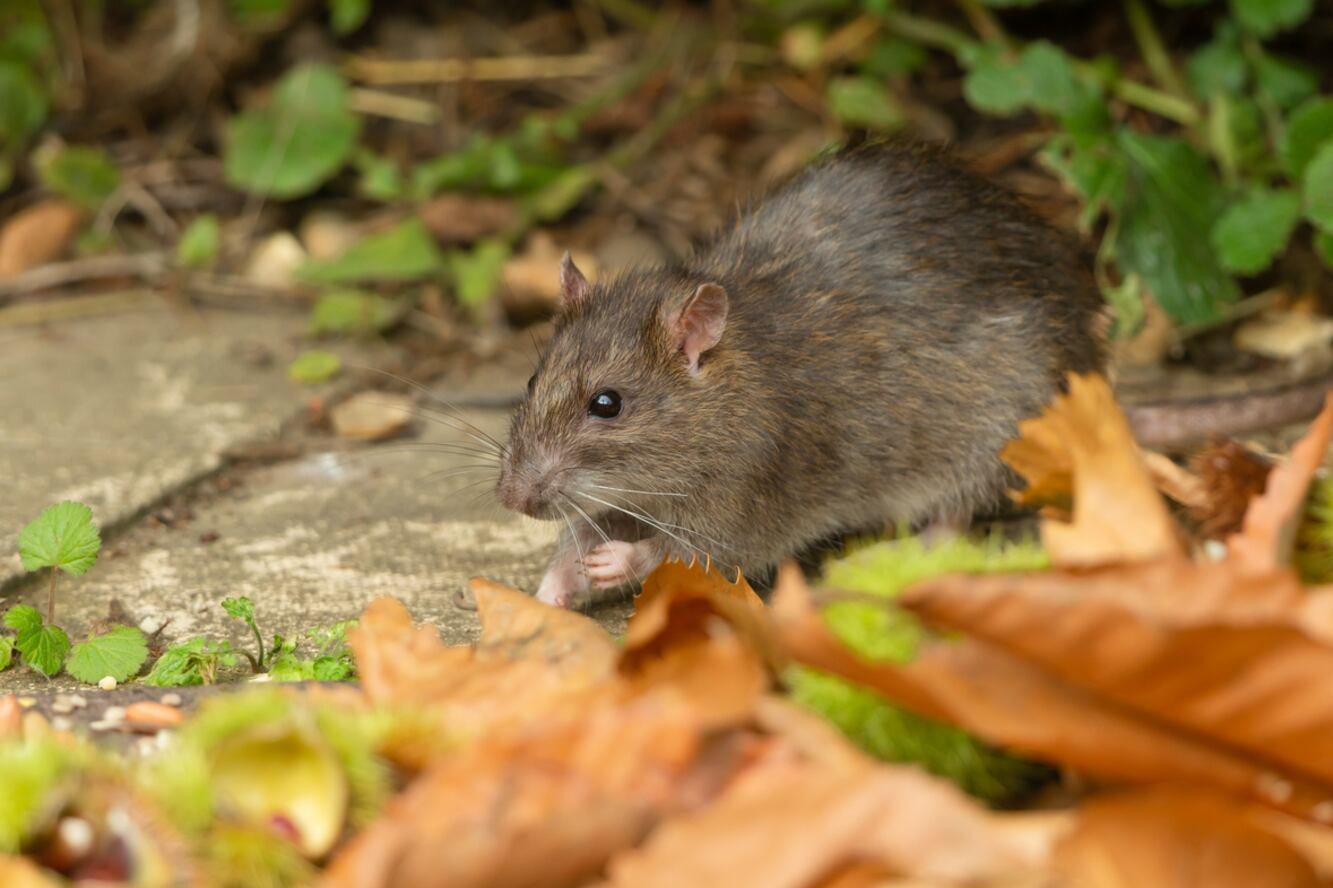 Trinity College Dublin issues €1m pest control tender to help tackle rats, bed bugs - and ‘booklice’