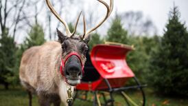 Glad Christmas is over? Maybe your brain isn’t built for it