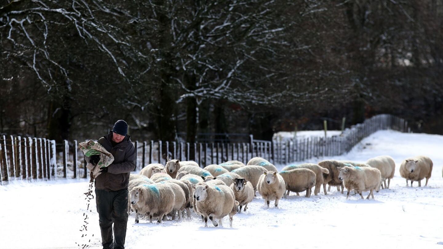 A farmer feeds his sheep in a field near Carron Valley in central Scotland. Photograph: Andrew Milligan/PA Wire