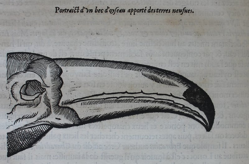 An early depiction of a toucan from the books of Edward Worth