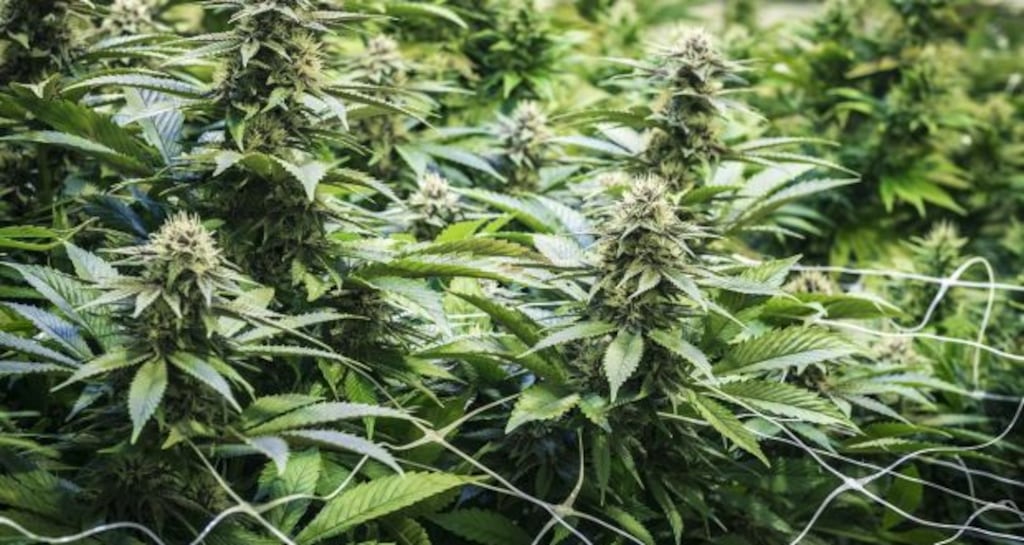 Gardaí seized about €900,000 worth of cannabis from the grow house.