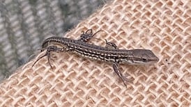 The Viviparous lizard is our only native reptile – Readers’ nature queries