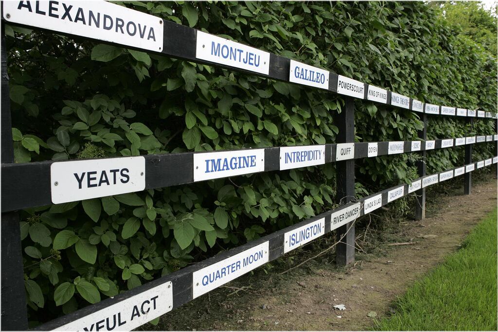 Coolmore Stud is suing Glanbia Foods Ireland over a banned substance in contaminated feed that forced its horses out of a prestigious race meeting. Photograph: Dara Mac Dónaill / The Irish Times
Dara Mac Donaill