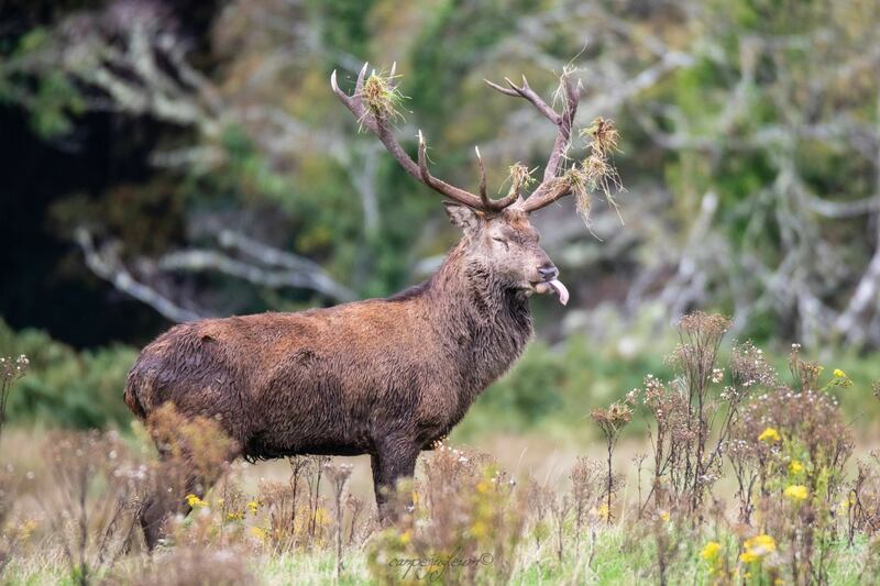 Red deer