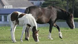 None of 85 horses seized in Cork  claimed by owners