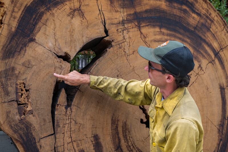 Garrett Dickman, a forest ecologist at Yosemite National Park, points to burn scars in a giant sequoia tree. Dickman is leading an effort to restore the area to what it looked like more than a century ago, when it was sculpted by native burning practices. Photograph: Nic Coury/The New York Times