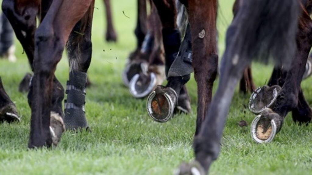 11 horses trained by Aidan, Joseph and Donnacha O’Brien were forced out of last weekend’s Arc card after traces of the prohibited substance Zilpaterol were found in their systems by a French laboratory the night before they were due to race. Photograph: Getty Images