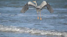 Eye on Nature: Your notes and queries for Ethna Viney