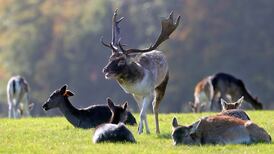 My Phoenix Park: Share your ideas with us