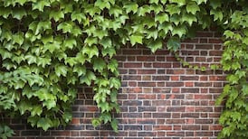 Your gardening questions answered: Are there any slug-proof plants?