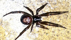 Parasites and spider bites: readers’ nature observations and queries