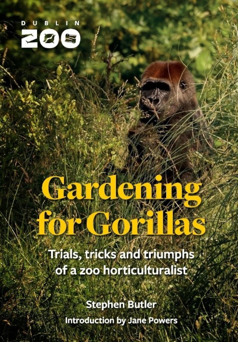 Gardening for Gorillas: How do you conjure up an authentic sense of the gorilla rainforests of the Congo or the sun-seared savannahs of Africa in the heart of Dublin city?