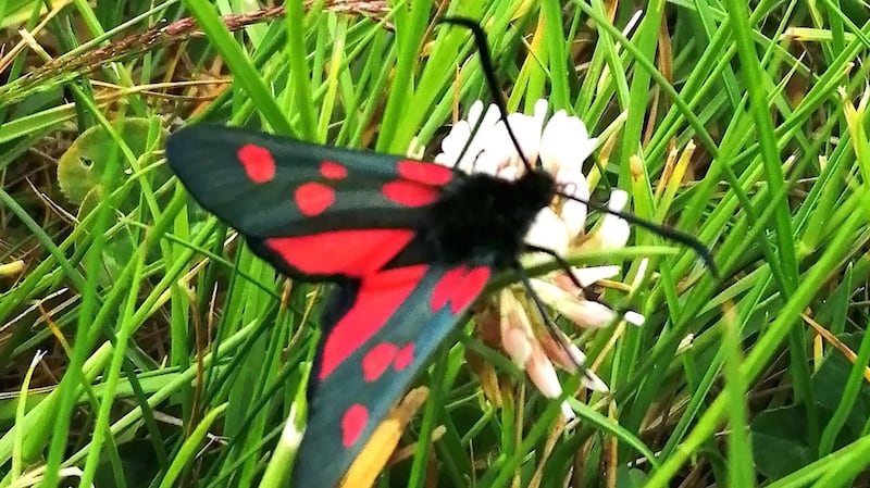 Burnet moth