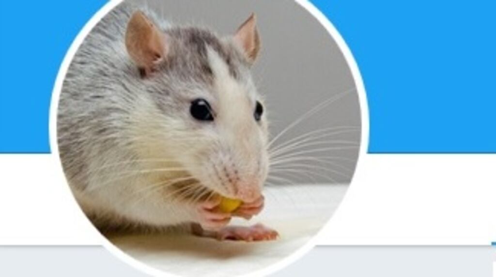 An Australian data scientist has started the popular @JustSaysInMice Twitter account.