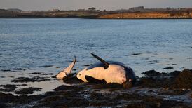 Killer whales stranded on Irish shores had ‘very high’ pollutants