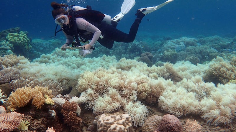 A diver examines bleaching on a coral reef off Orpheus Island in the Great Barrier Reef. Photograph: AFP/ARC Centre of Excellence for Coral Reef Studies/Greg Torda