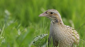 Corncrake numbers rising in Ireland