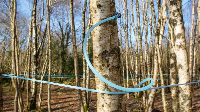 Extracting sap from birch trees – Bord na Móna