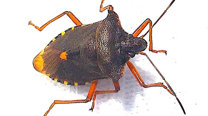 Shield bug