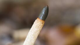 Eye on Nature: Your notes and queries for Ethna Viney