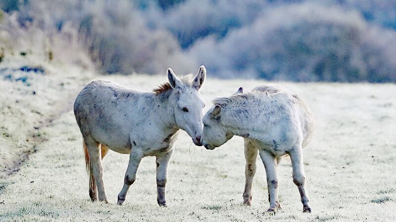 Two donkeys in a frost-covered field near Baltinglass in Co Wicklow, Ireland, after a chilly night caused temperatures to drop below freezing. Photograph: Niall Carson/PA Wire