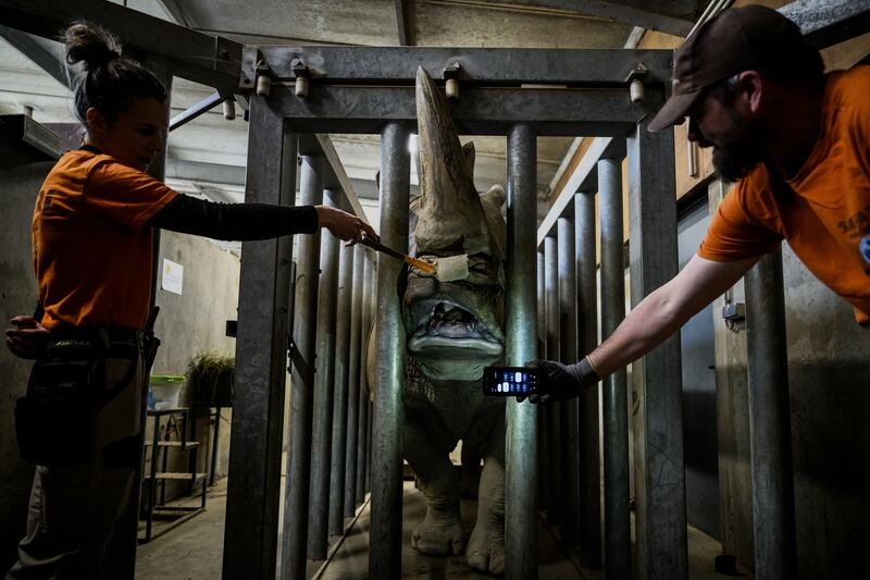 Keepers take care of a male southern white rhinoceros at Safari of Peaugres, south of Lyon, France, in 2023. Winston Churchill reckoned one of these to be 'not a twentieth-century animal at all, but an odd, grim straggler from the Stone Age'. Photograph: Jeff Pachoud/AFP/Getty