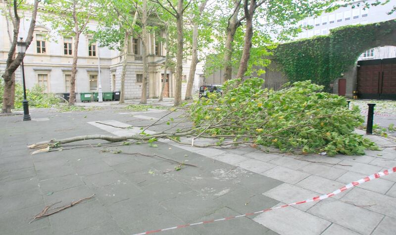 Large trees which fell due to Storm Ali beside the National Museum of Ireland on Kildare Street, Dublin. Photograph: Gareth Chaney/Collins