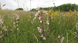 Irish orchids: Small, perfectly formed -- and promiscuous