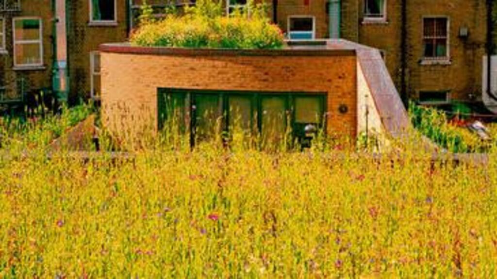 A "green roof" would help to greatly reduce run-off from rainfall in areas such as Dublin's docklands.