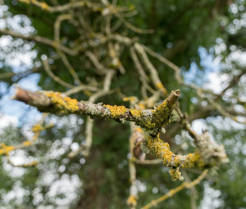 Branch of ash tree dying from the fungal disease. Photograph: Gerry Faughnan