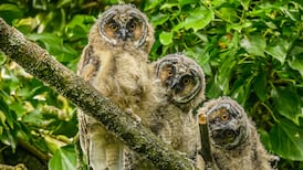 We were lucky to have three owlets in our area for six weeks. Readers’ nature queries