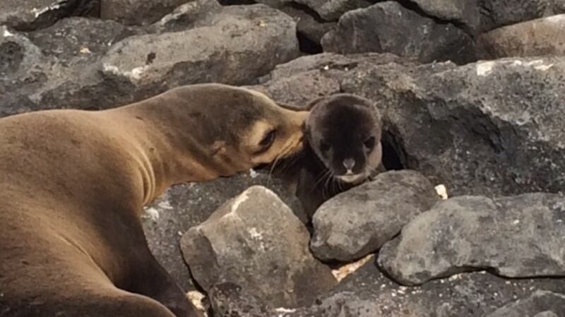 A mothe rand baby sealion on the Galápagos islands