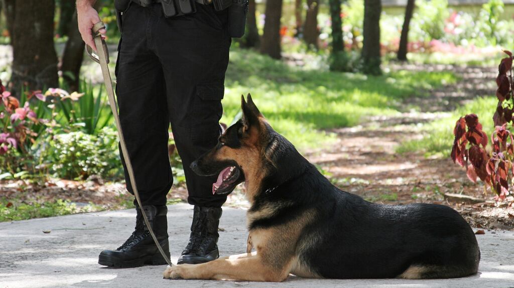The unpublished “value for money” review of the Irish Prison Service dog unit, by GBS International, cost over €14,400. File photograph: Getty Images
