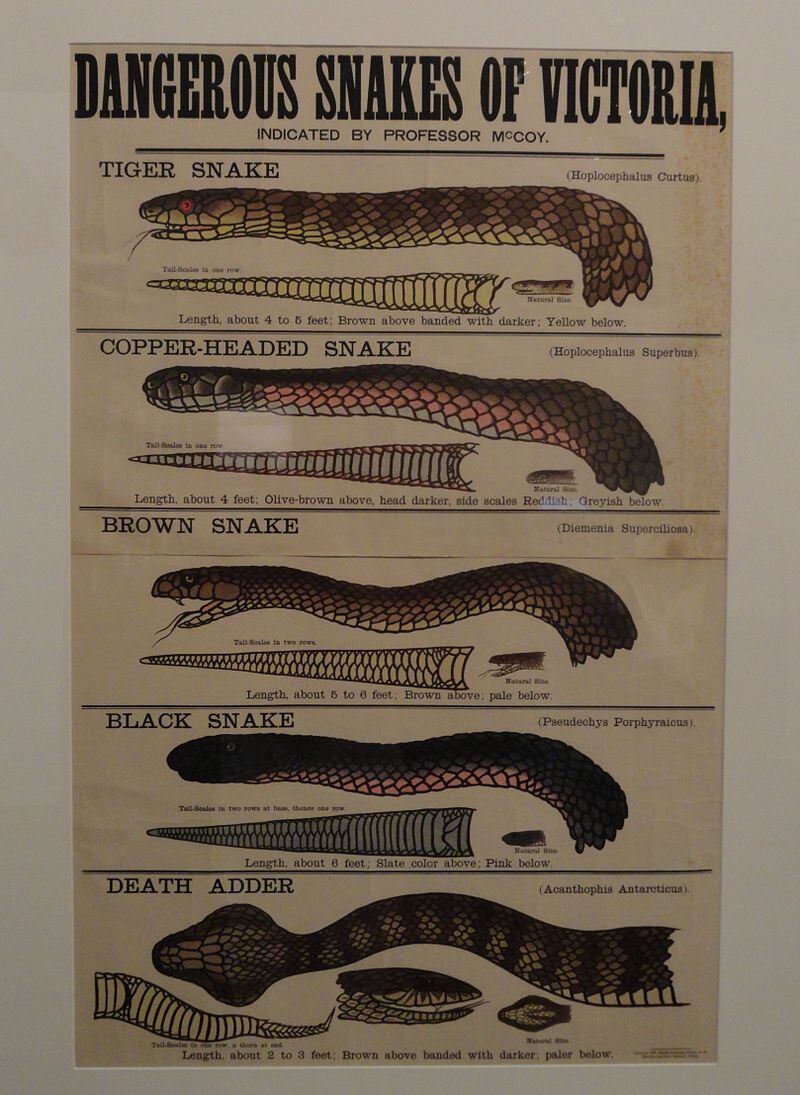 In 1877, an educational poster bearing McCoy's name was published showing the dangerous snakes of Victoria. Photograph: Wiki Commons