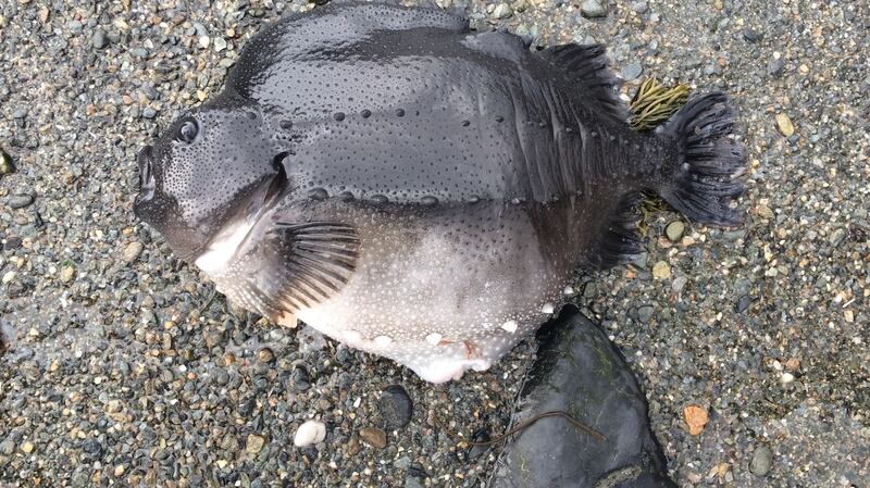 The female lumpsucker