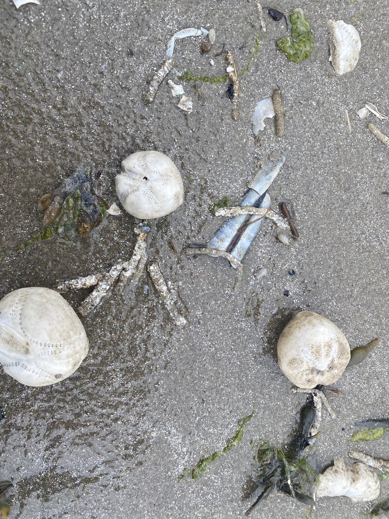 The shells, properly called tests, of the sea potato